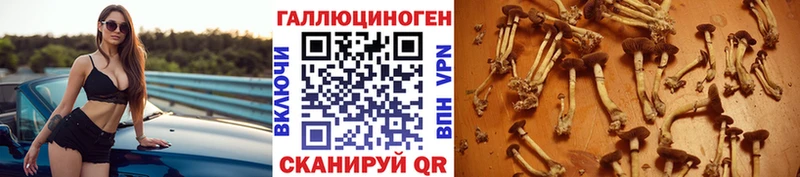 как найти закладки  Киржач  Псилоцибиновые грибы Psilocybe 